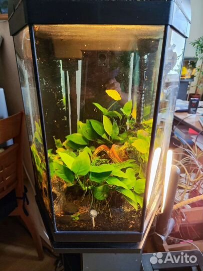 Аквариум с тумбой 60 литров