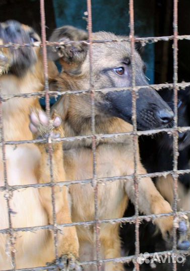 Собачки ищут дом