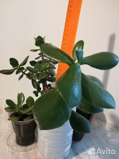 Продам толстянку