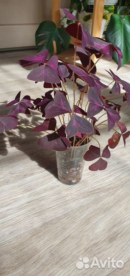 Кислица окалис