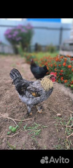 Продаются петушки 4,5 мес