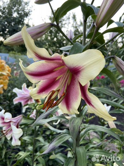 Лилии от-гибриды. Голландия