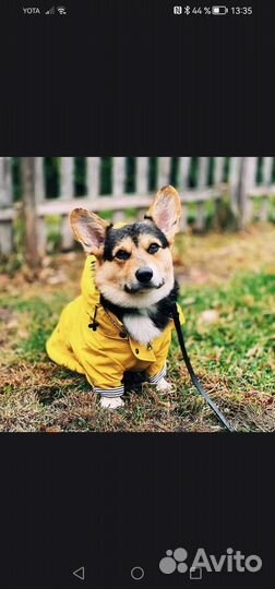 Дождевик для собаки среднего размера