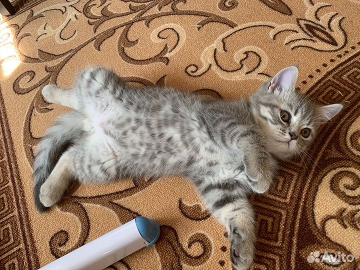 Котята шотландцы вислоухие