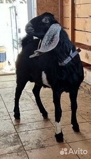 Англонубийский козлик