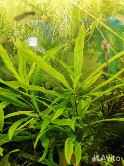 Аквариумные улитки и растения