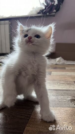Милые котята, девочки