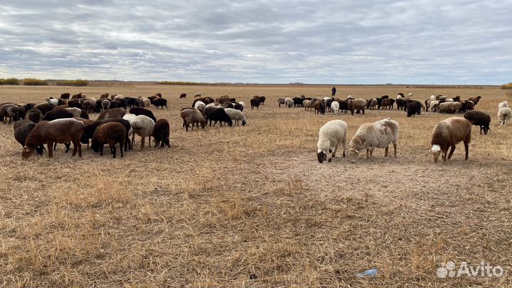 Овцы бараны козы крс