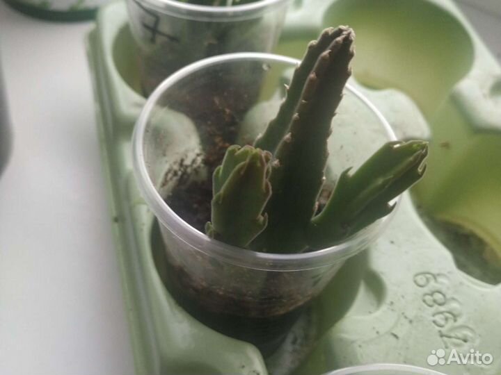 Кактусы и суккуленты