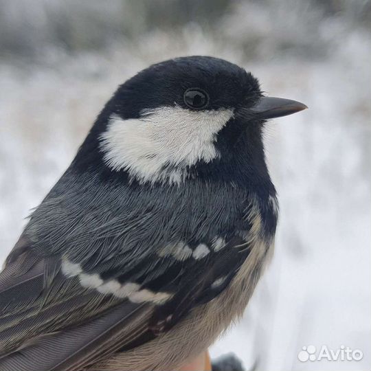 Певчие птицы