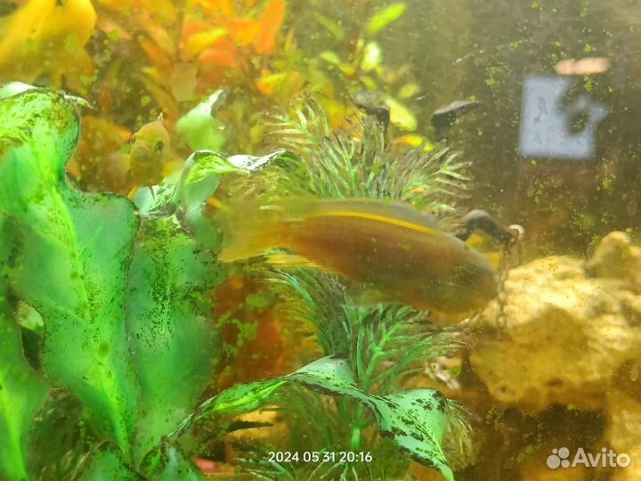 Рыбки цихлиды