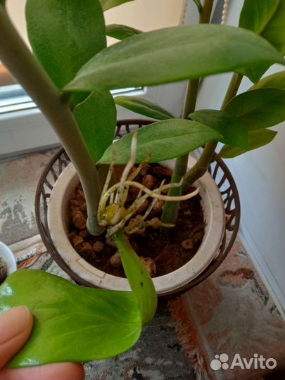 Замиокулькас