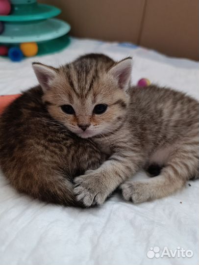 Шотландские котята