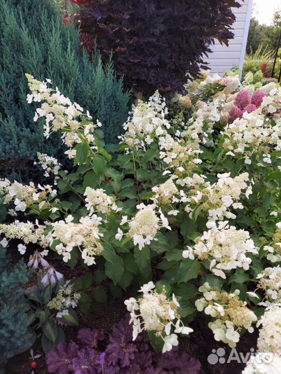 Гортензия White Lady (Вайт Леди) метельчатая