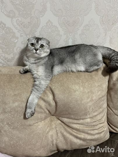 Ищем жениха
