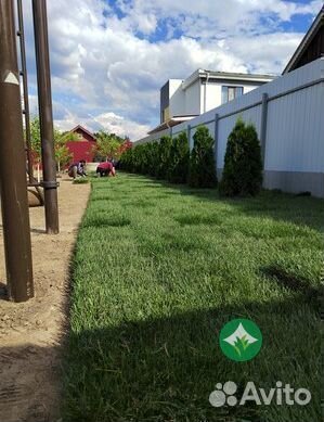 Рулонный газон, Сезонное обслуживание газона