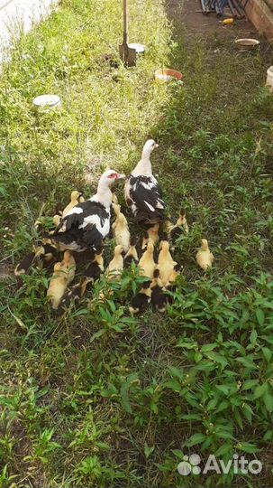 Яйца индоуток для инкубации