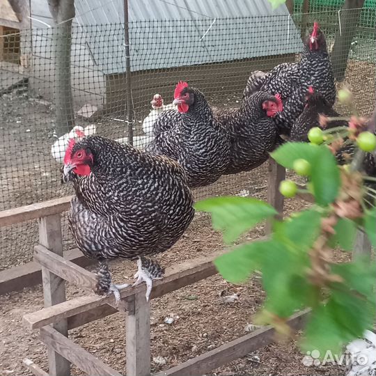 Семьи породных кур