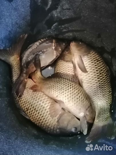 Рыбалка карп