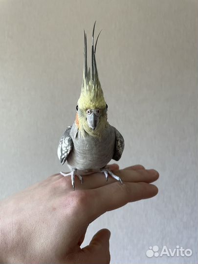 Попугай корелла с клеткой