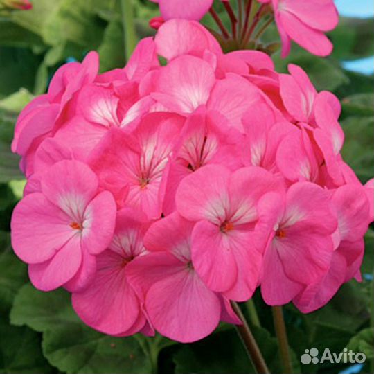 Герани, пеларгонии / комнатные цветы