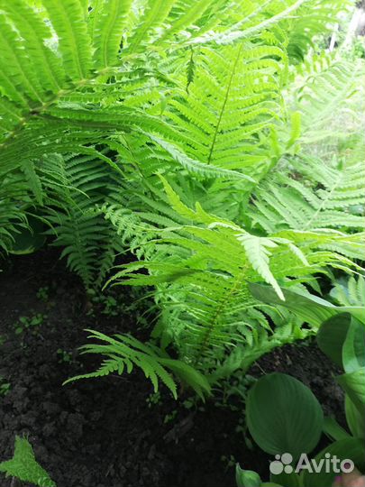 Папоротник садовый