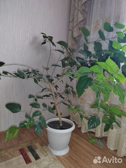 Комнатные цветы