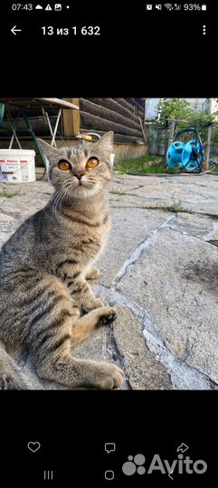 Кошка в дар