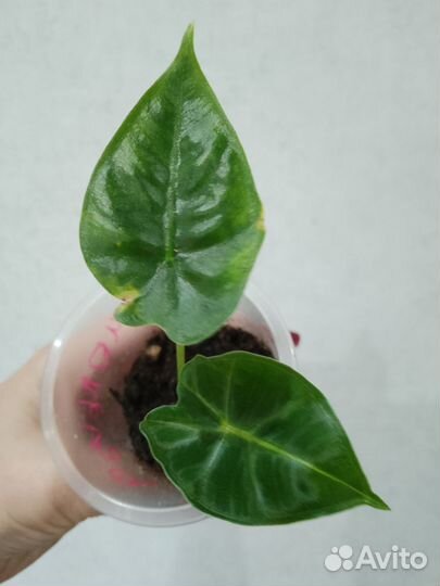 Алоказия мишольца