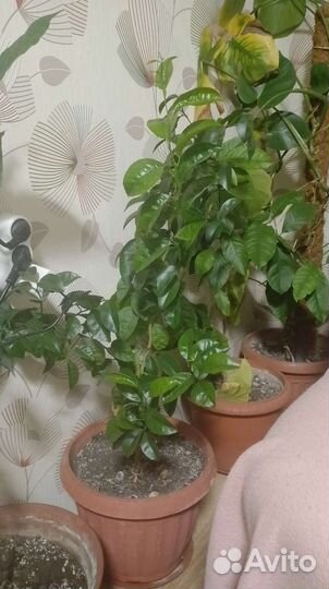 Мандариновое дерево