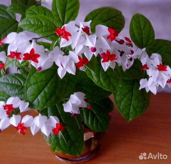 Клеродендрум томпсон