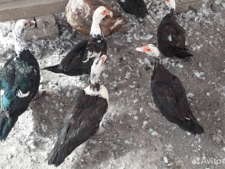 Утки мускусные на племя