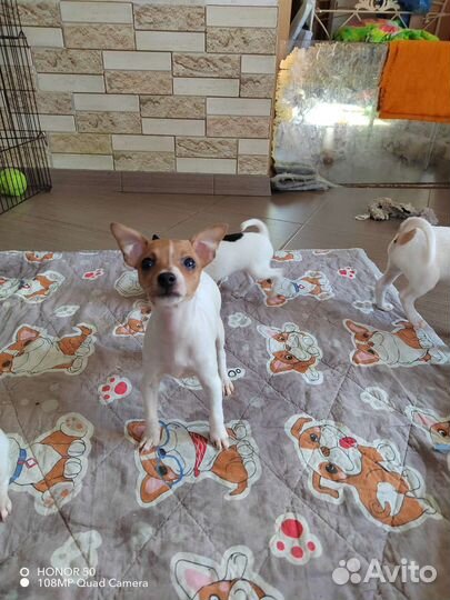 Собаки щенки той фокстерьер