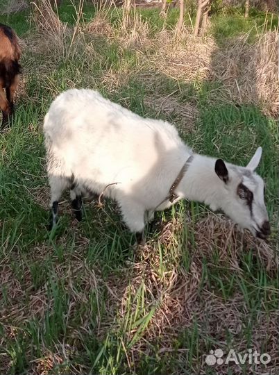 Козлята чешские