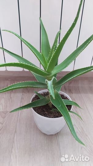 Растение алоэ лекарственный трехлетний