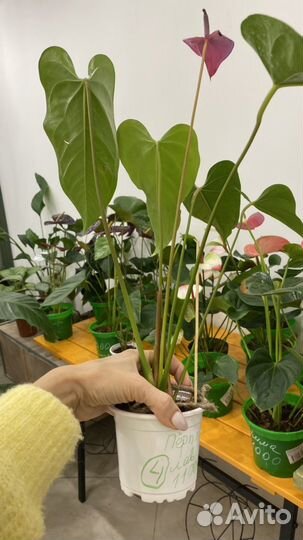 Антуриум перпл лав purple love