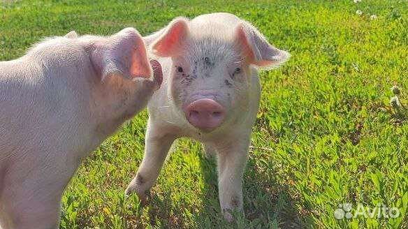 Поросята породы ландрас