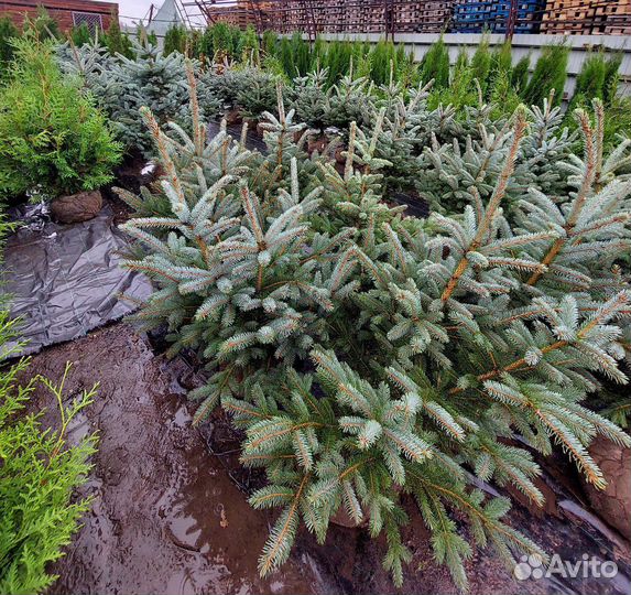 Ель голубая Глаука 80-120см