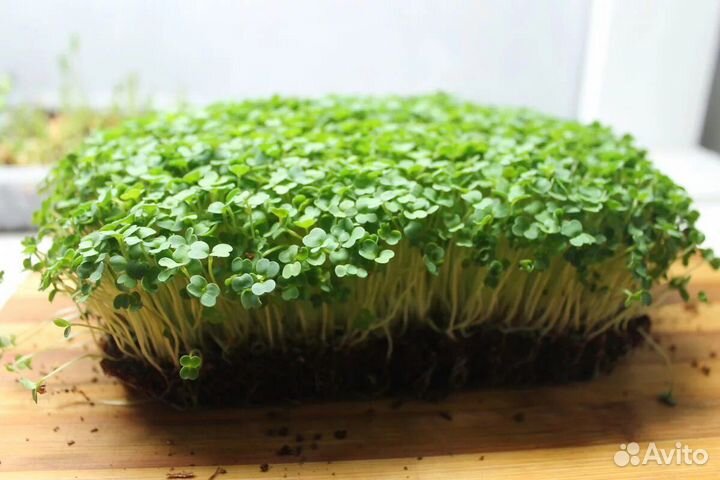 Микрозелень