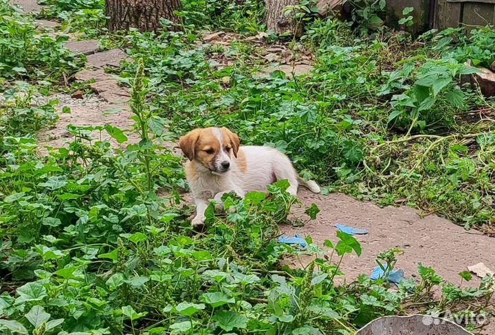 Щенок мальчик в добрые руки