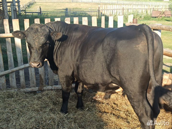Быки на мясо или откорм