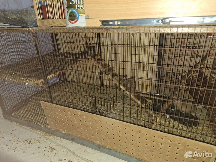 Белки с клетками