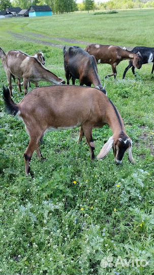 Англо нубийские козы дойные