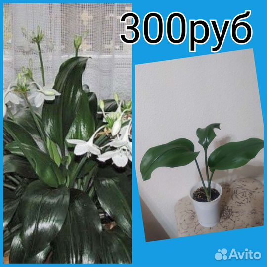 Цветы комнатные.Продажа, обмен