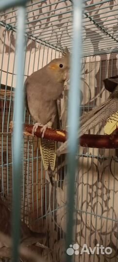 Птенцы корелла