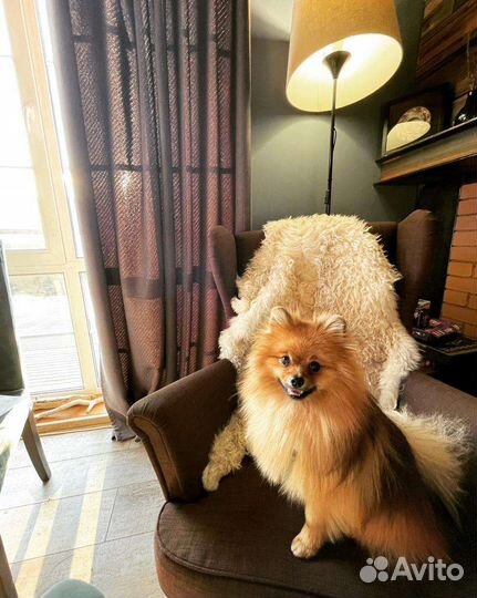 Случка шпиц