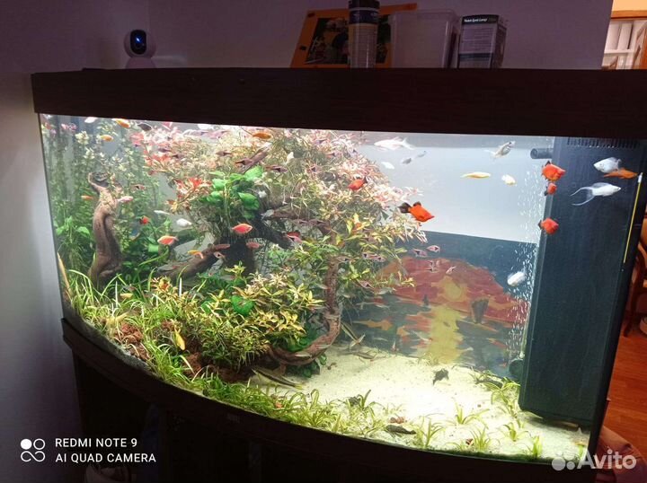 Обслуживание аквариумов