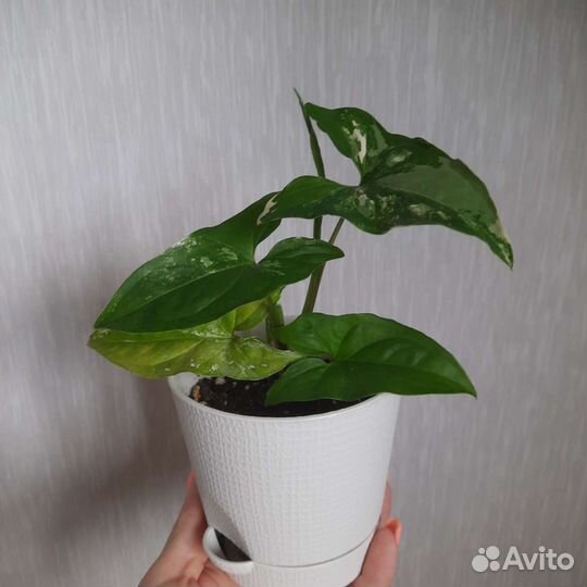 Сингониум imperial вайт