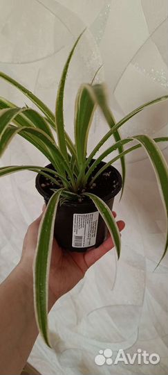Хлорофитум лаксум