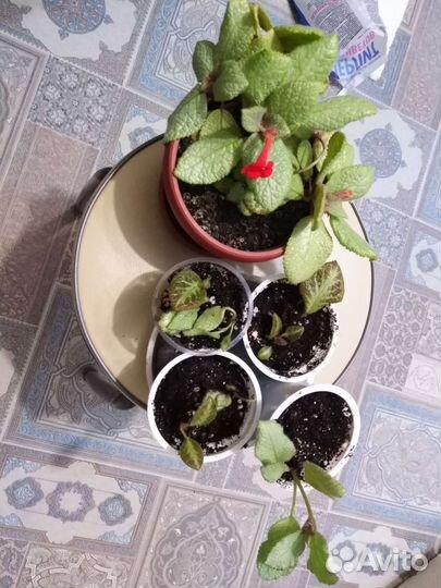 Эписции детки